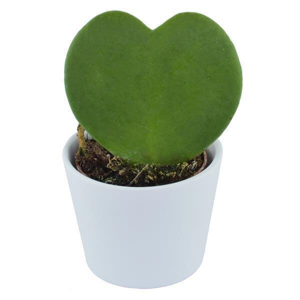 Hoya kerrii