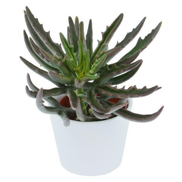 Kalanchoe Spider