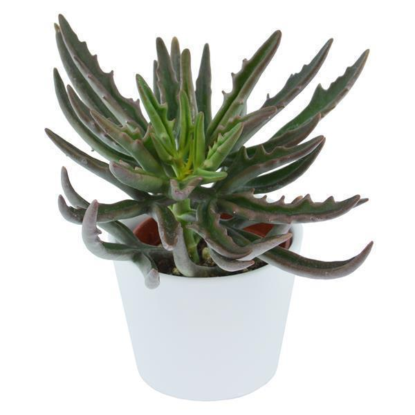 Kalanchoe Spider