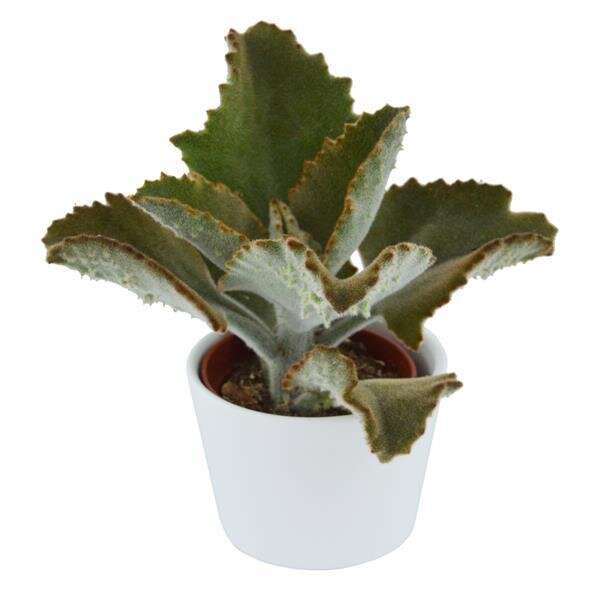 Kalanchoe beharensis