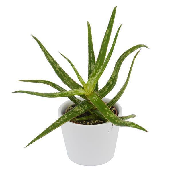 Aloe bakeri
