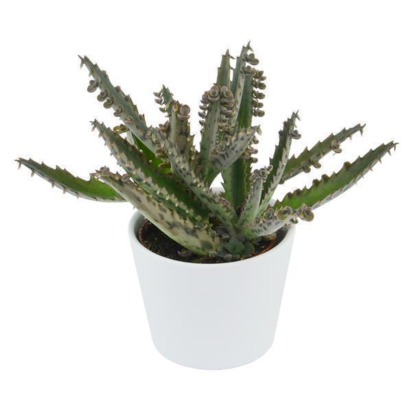 Kalanchoe daigremontiana