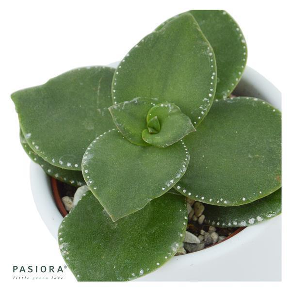 Crassula lactea