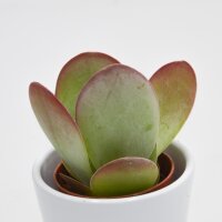 Kalanchoe thyrsiflora