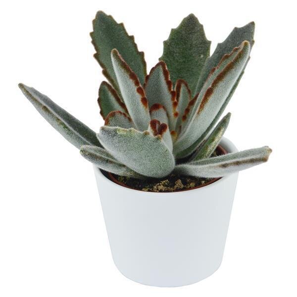 Kalanchoe tomentosa