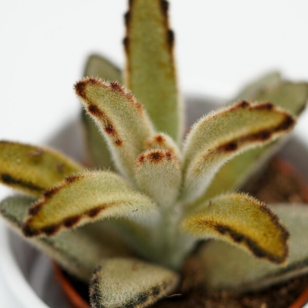 Kalanchoe tomentosa Negra