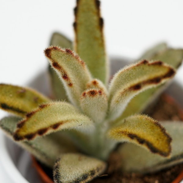 Kalanchoe tomentosa Negra