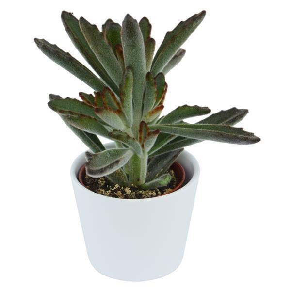 Kalanchoe tomentosa Rubra
