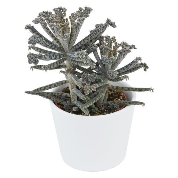 Kalanchoe tubiflora
