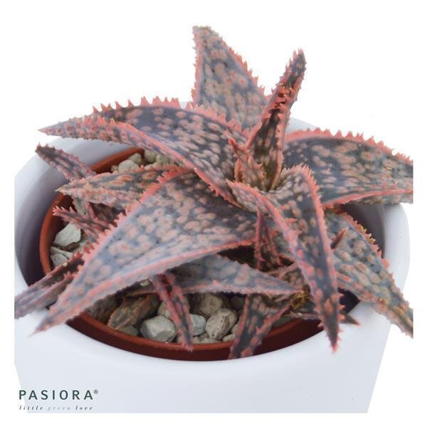 Aloe Red Shade