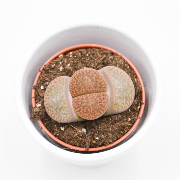 Lithops aucampiae