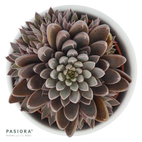 Graptopetalum rusbyi