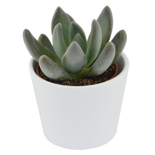 Pachyphytum Glutinucaule