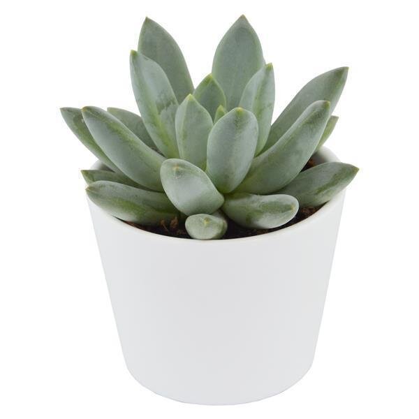 Pachyphytum compacta