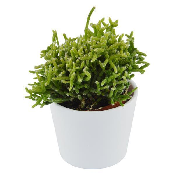 Rhipsalis cereuscula